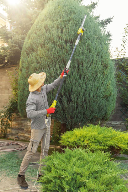 Professional Tree Removal and Landscaping Services in Visalia, CA